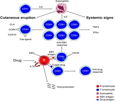 New Insights into Drug Reaction with Eosinophilia and Systemic Symptoms Pathophysiology